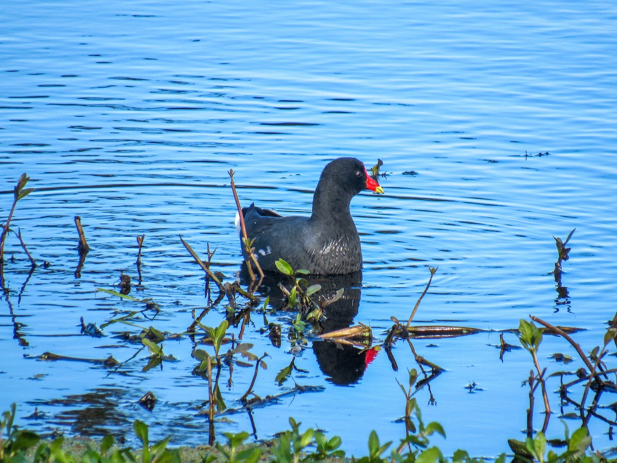 Common Gallinule - Luis  Weymar Junior