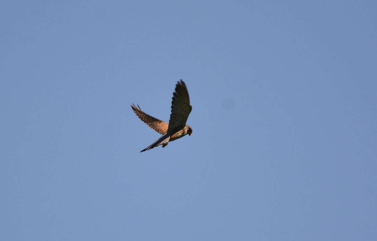 Eurasian Kestrel - Dominique Blanc