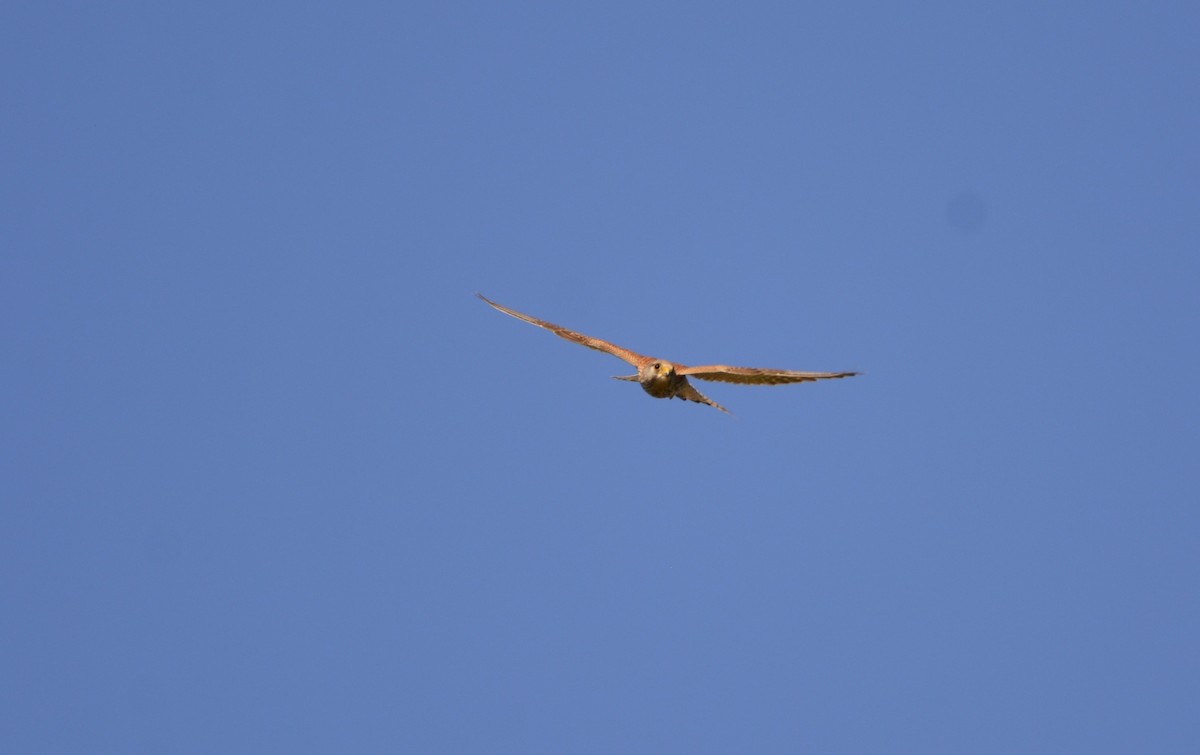 Eurasian Kestrel - Dominique Blanc