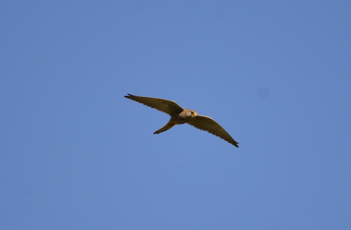 Eurasian Kestrel - Dominique Blanc