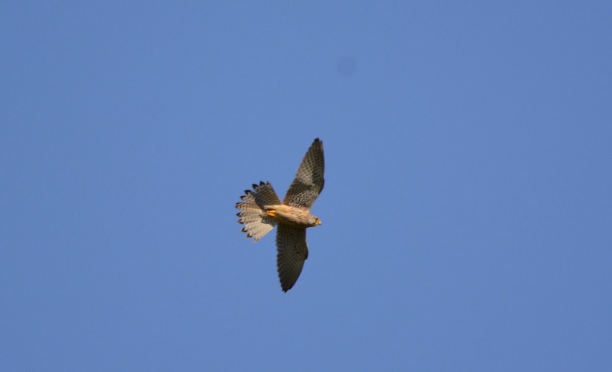 Eurasian Kestrel - Dominique Blanc