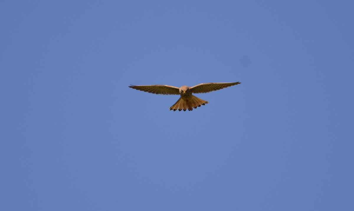 Eurasian Kestrel - Dominique Blanc