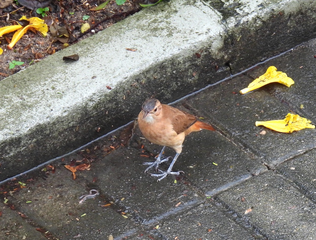 Rufous Hornero - Rodrigo Quadros