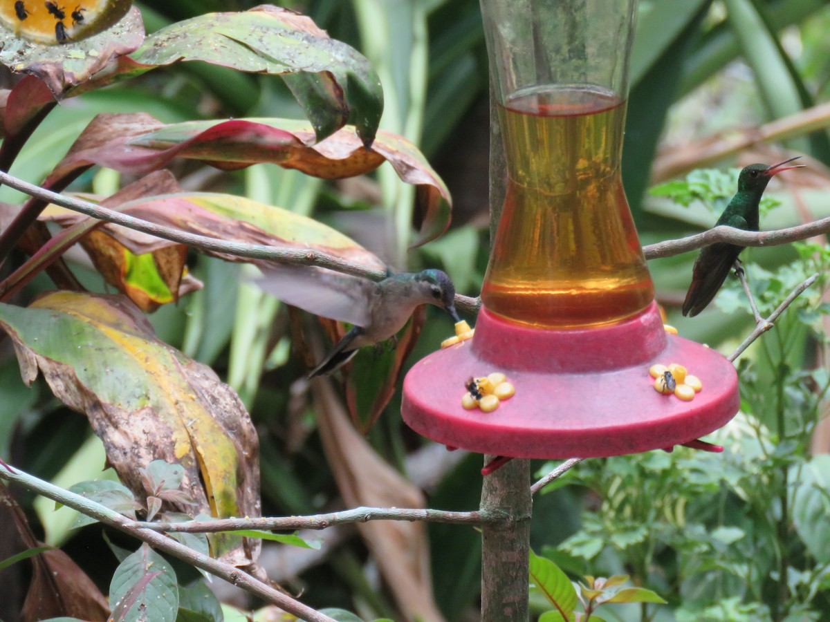 Rufous-tailed Hummingbird - Sam Holcomb