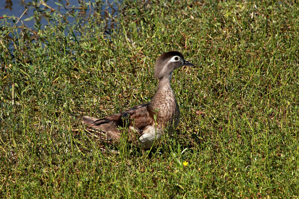 Wood Duck - ML619636887