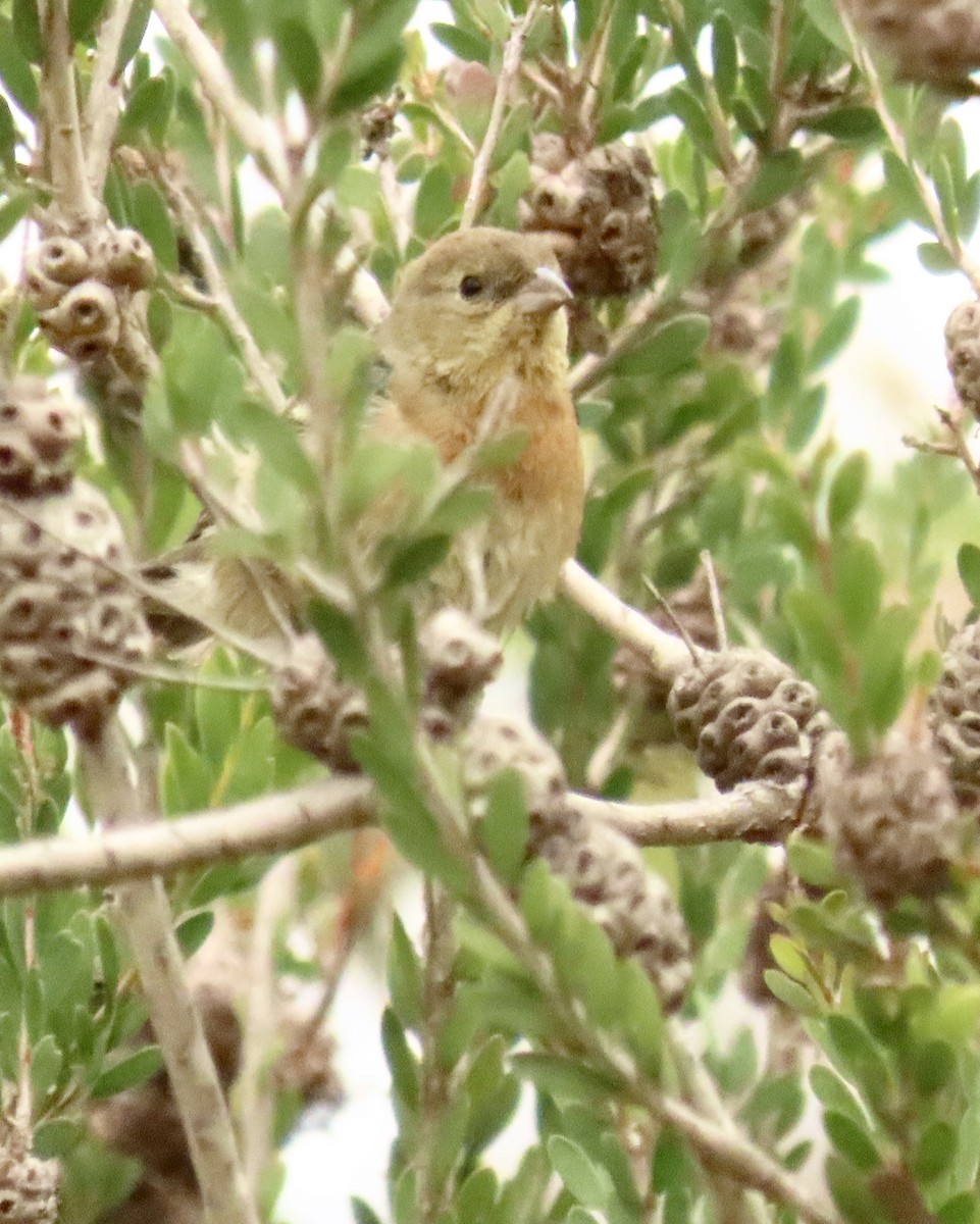 Lazuli Bunting - ML619636894