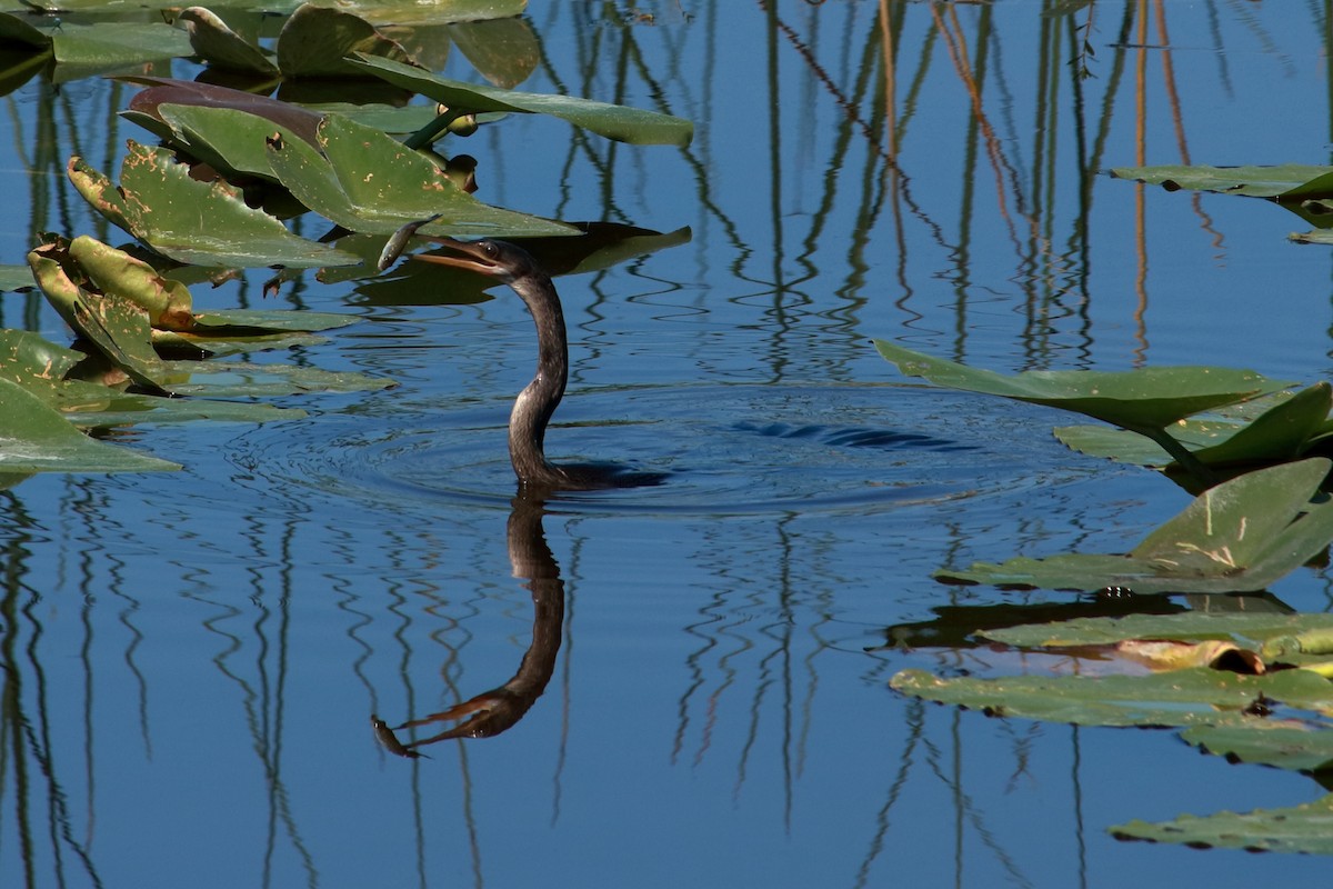 Anhinga - Taylor DiTarando