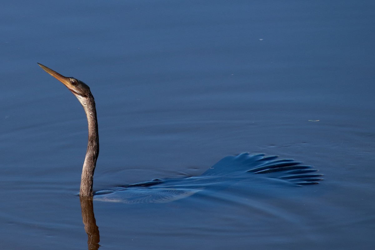 Anhinga - Taylor DiTarando