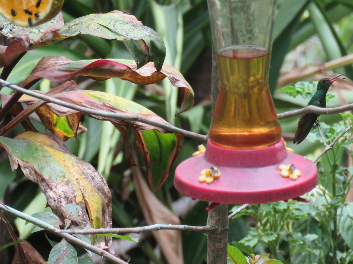 Rufous-tailed Hummingbird - Sam Holcomb