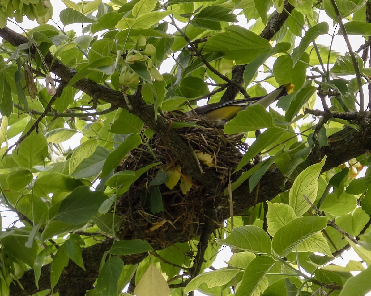 Cedar Waxwing - ML619636906