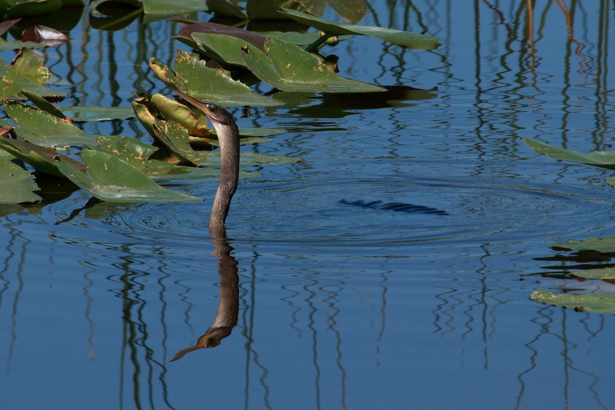 Anhinga - Taylor DiTarando