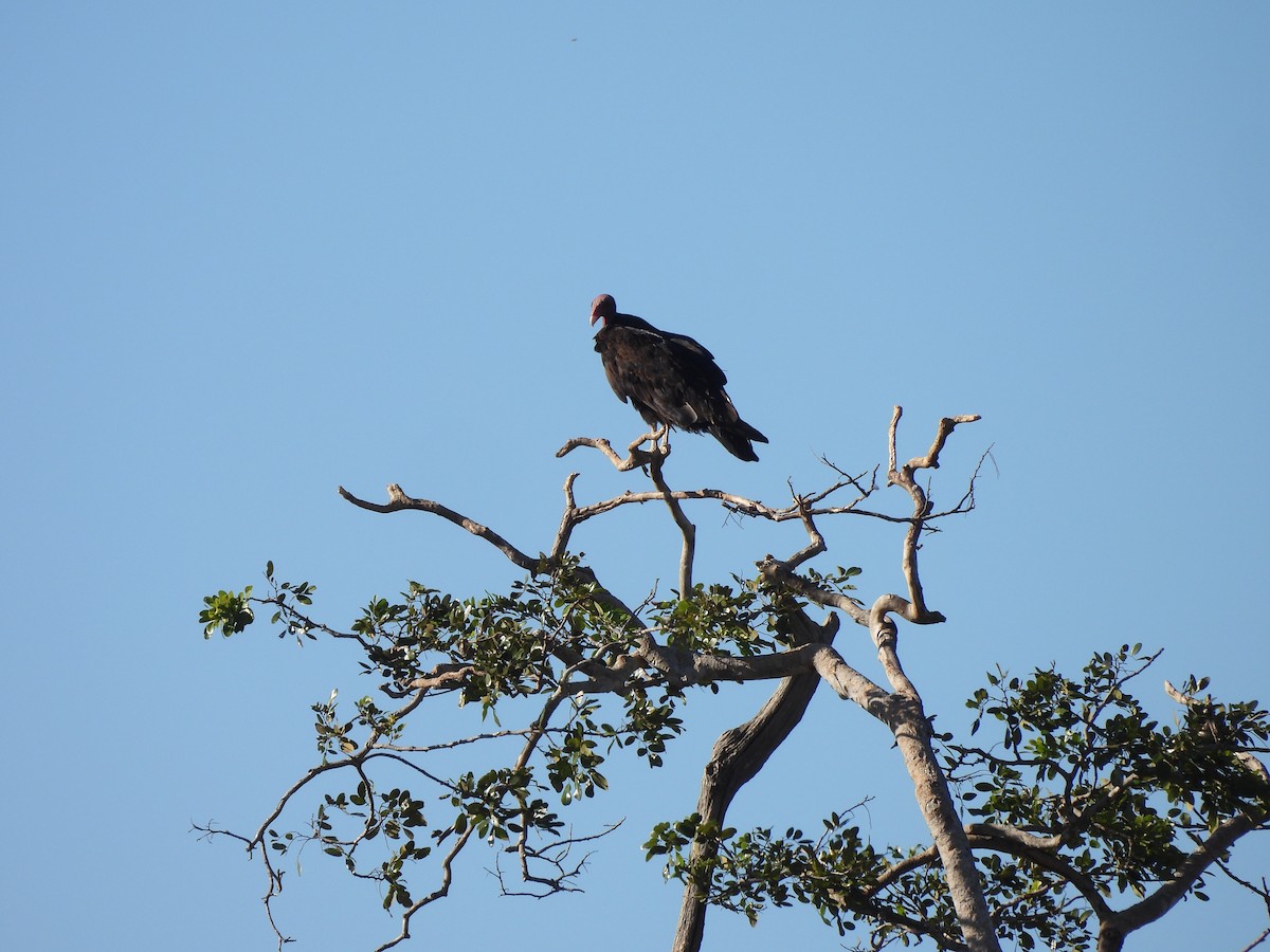 Turkey Vulture - ML619636918