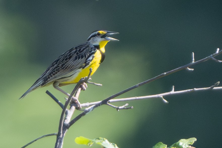 Eastern Meadowlark - Nadine Bluemel