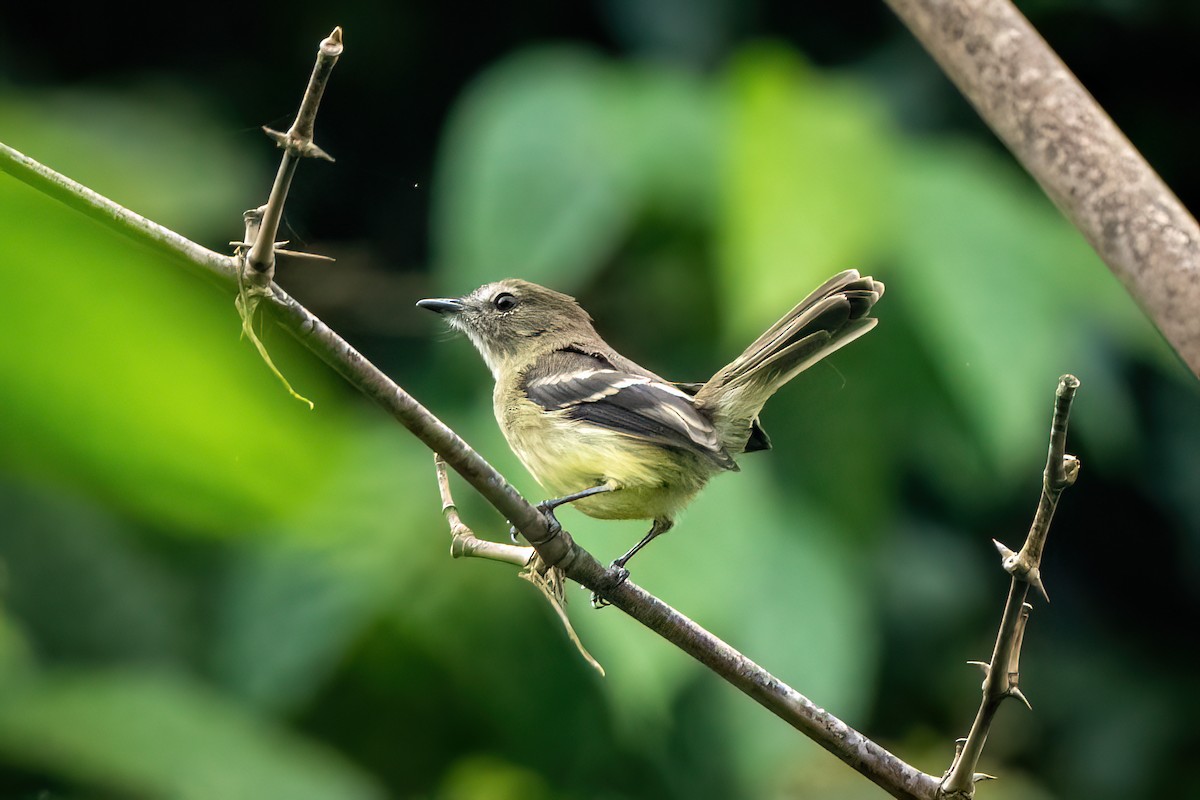 Olive-chested Flycatcher - ML619636932