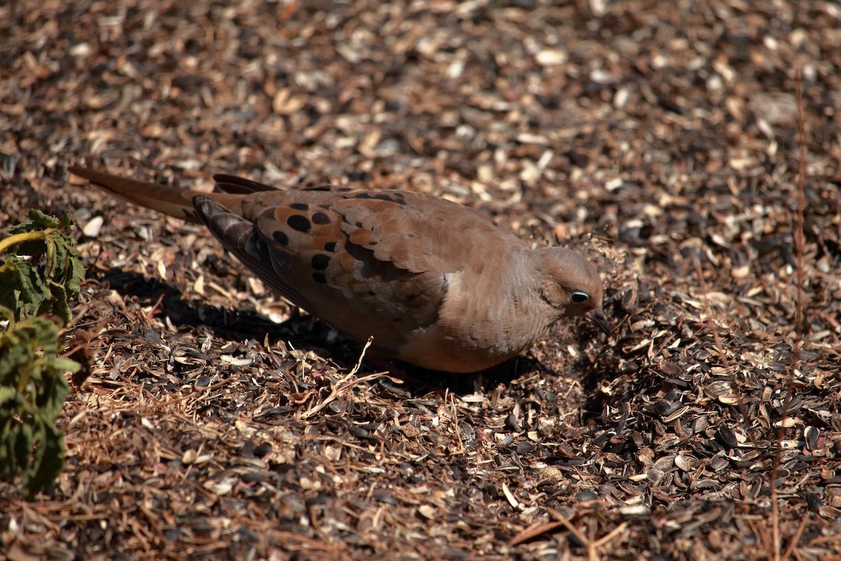 Mourning Dove - ML619636935