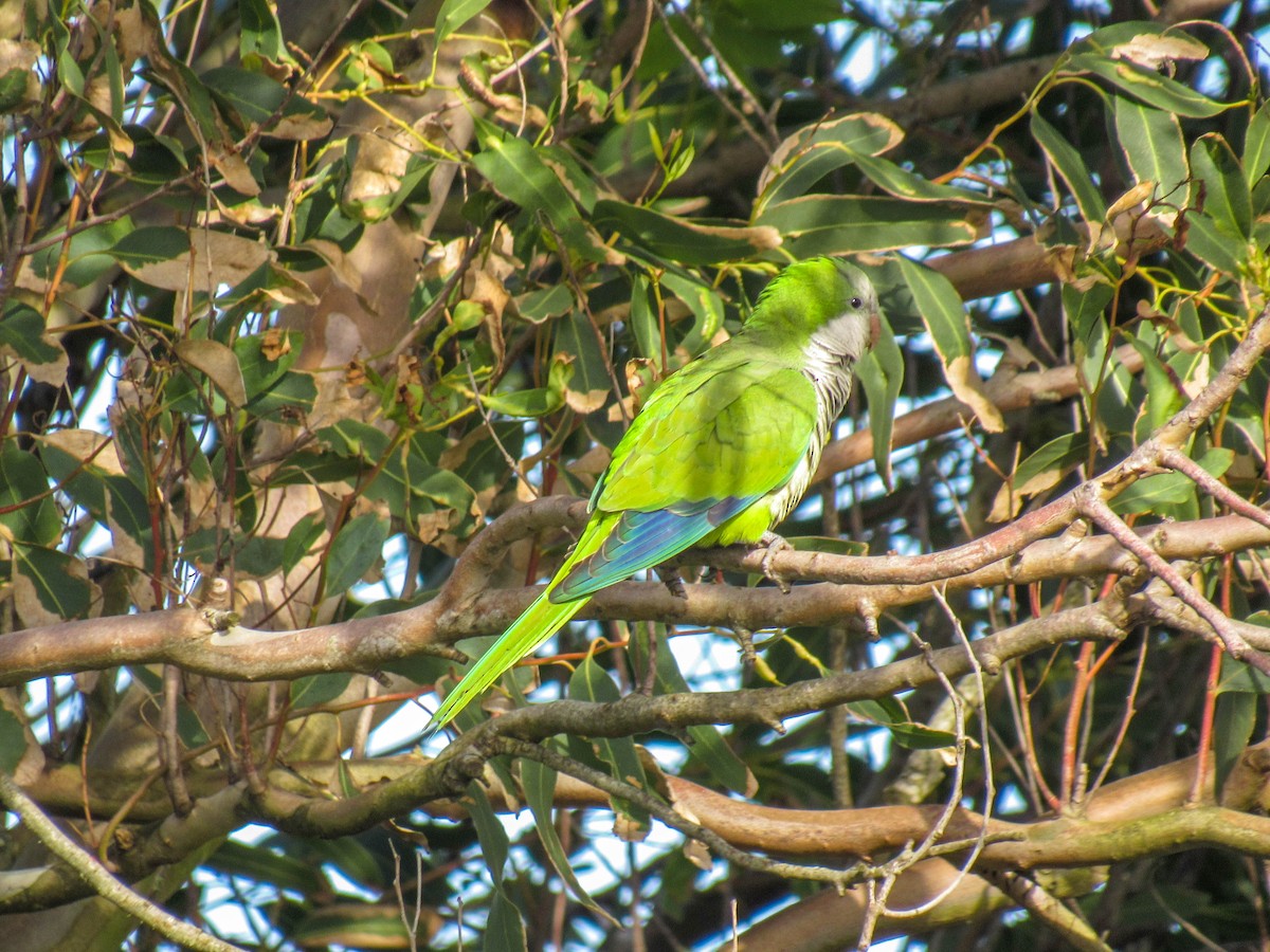 Monk Parakeet - Luis  Weymar Junior