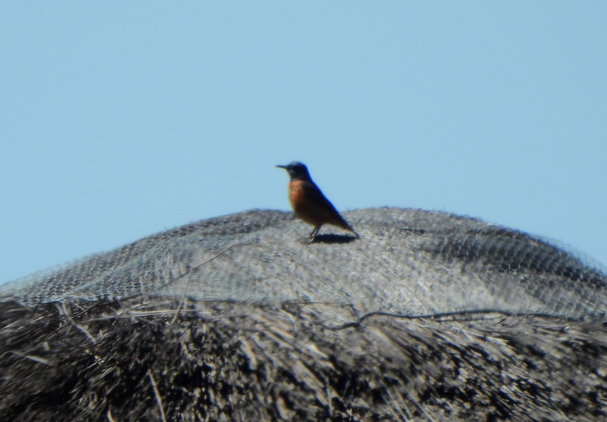 Rufous-tailed Rock-Thrush - Ignacio Barrionuevo