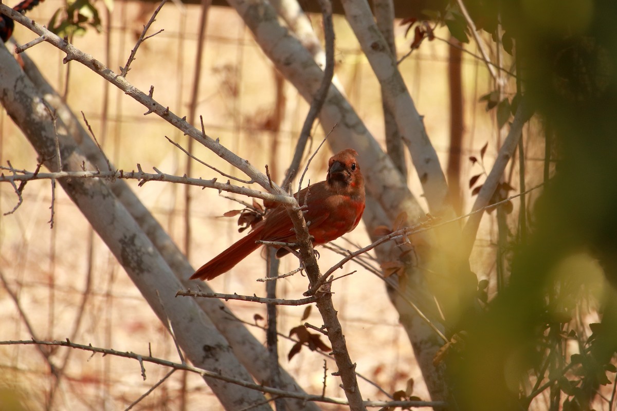 Northern Cardinal - Taylor DiTarando