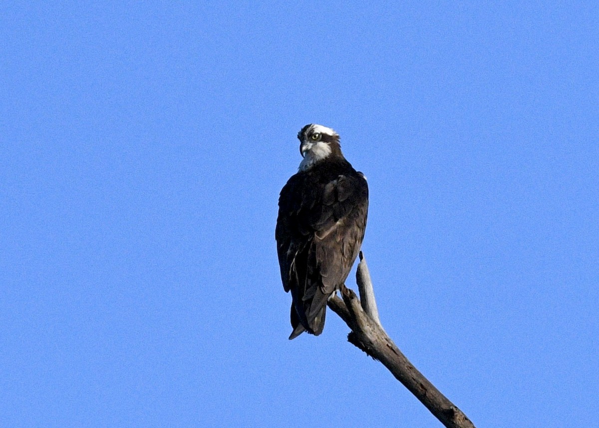 Águila Pescadora - ML619636947