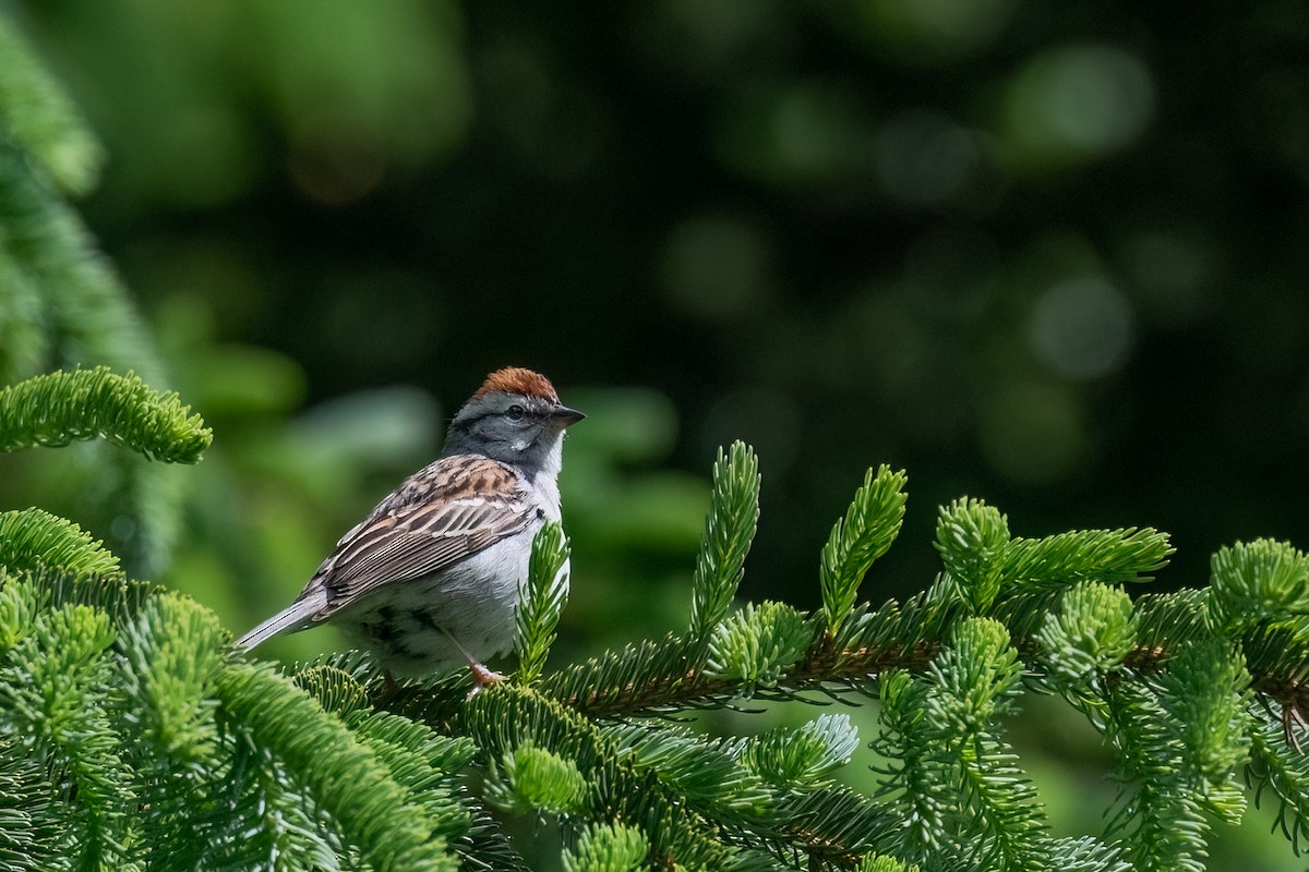Chipping Sparrow - ML619636950