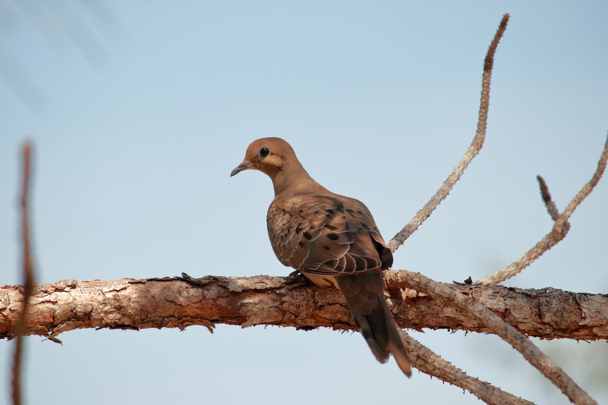 Mourning Dove - ML619636956