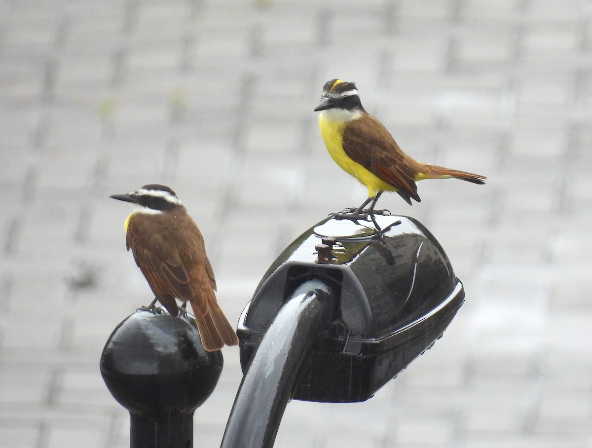 Great Kiskadee - Rodrigo Quadros