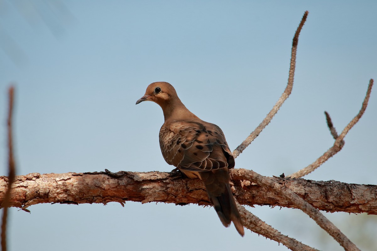 Mourning Dove - ML619636959