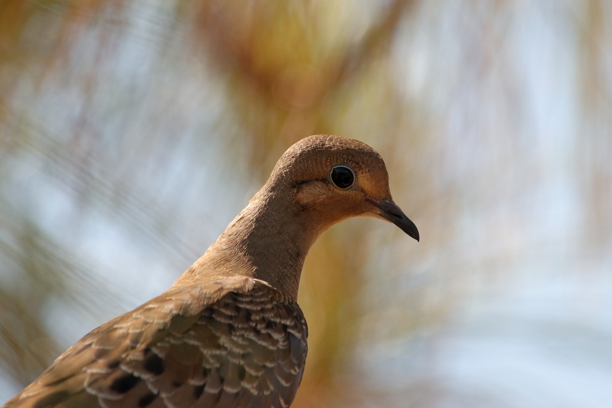 Mourning Dove - Taylor DiTarando