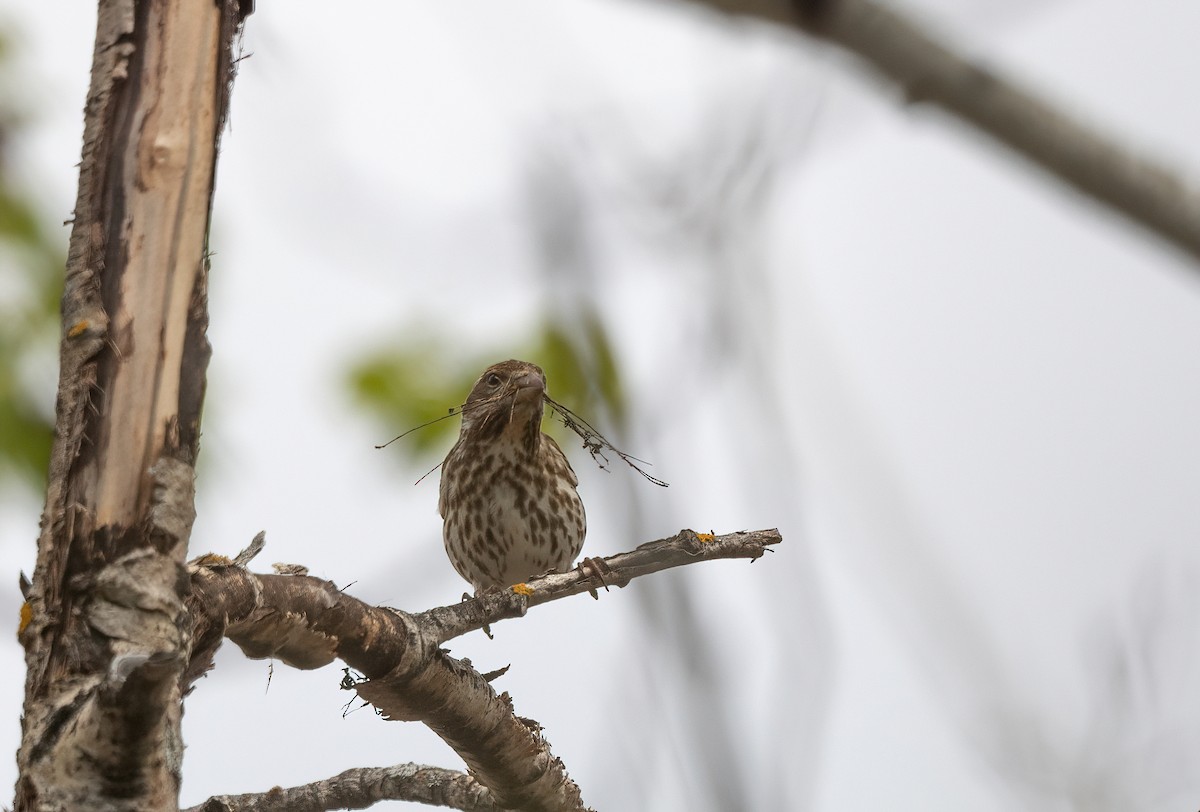 Purple Finch - Annie Lavoie