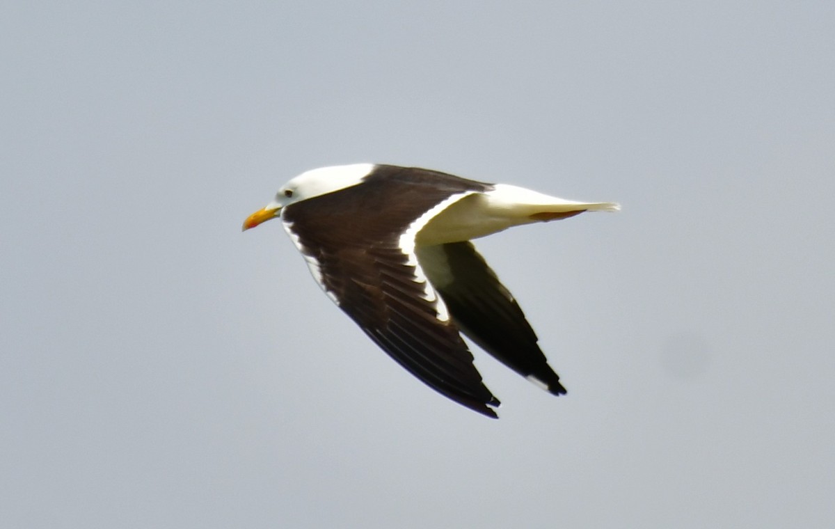Lesser Black-backed Gull (fuscus) - ML619636968