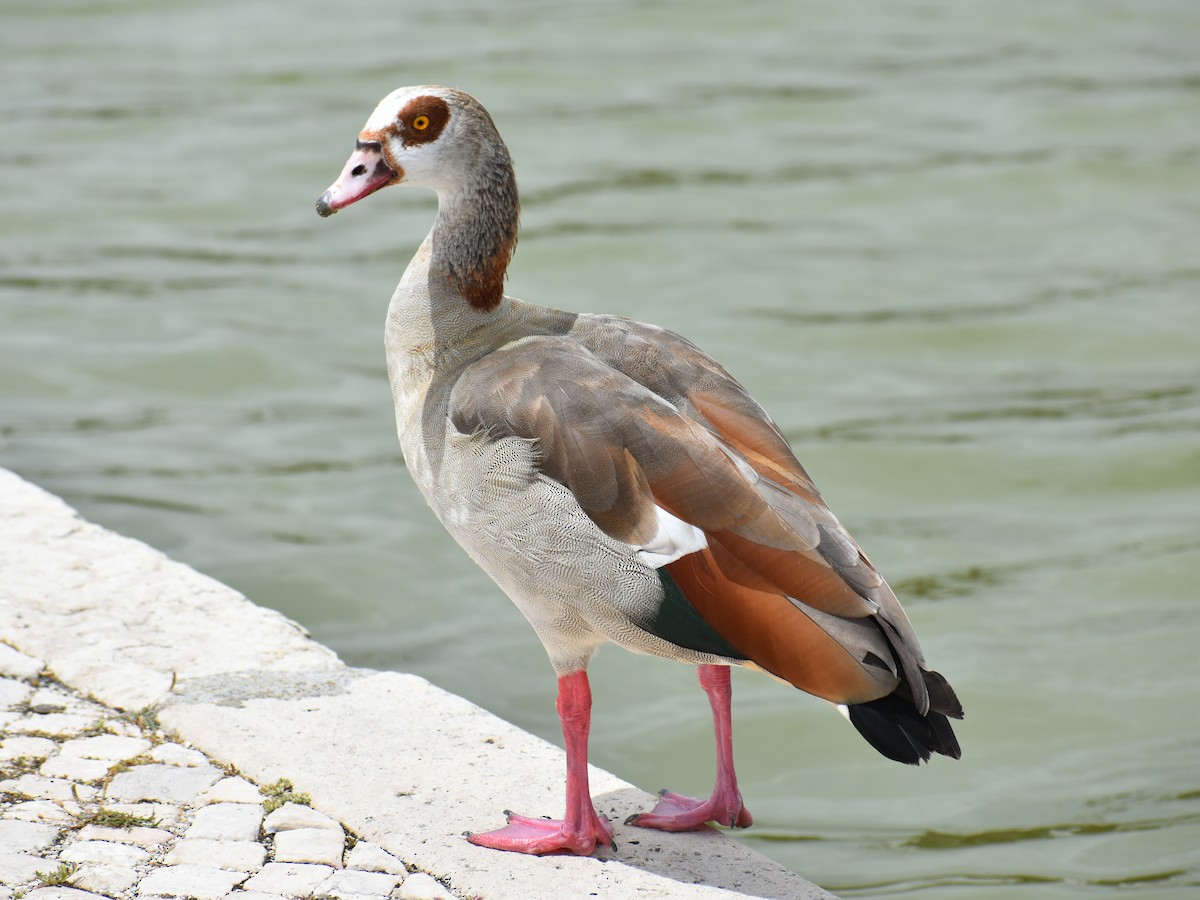 Egyptian Goose - Bill Hubbard