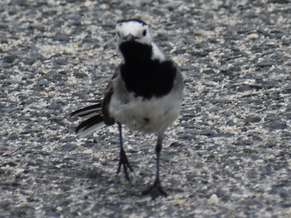 White Wagtail - Bill Hubbard