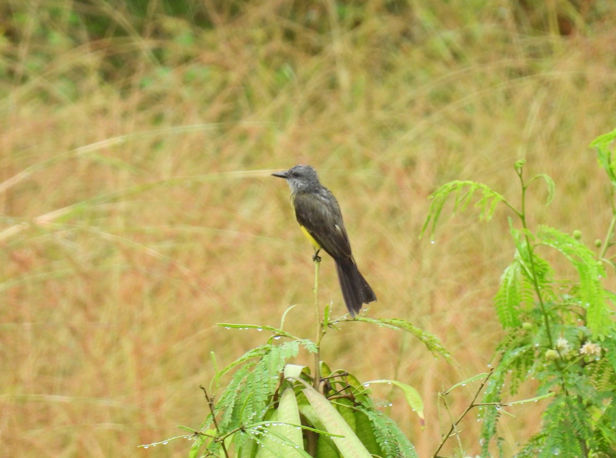 Tropical Kingbird - Rodrigo Quadros