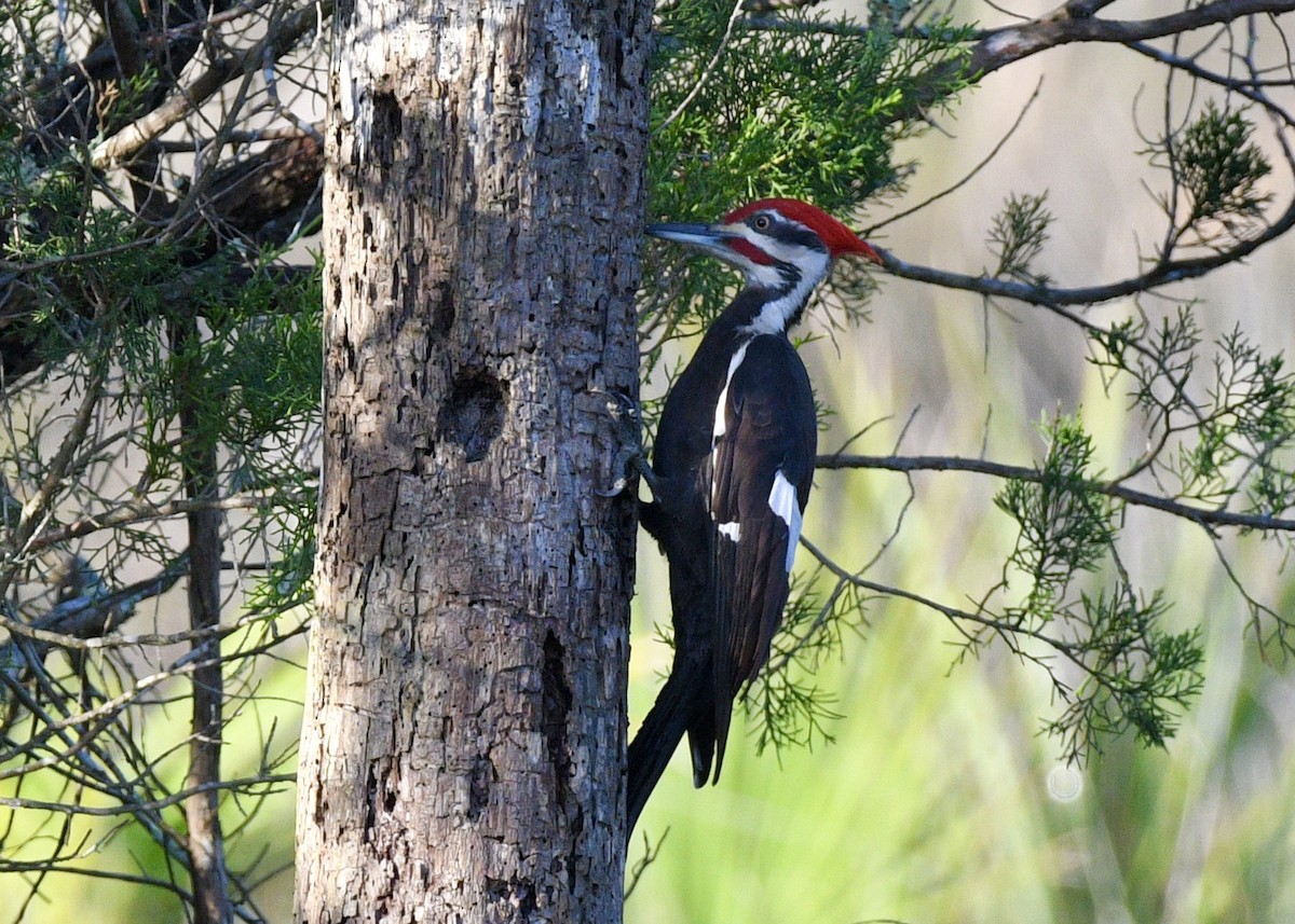 Pileated Woodpecker - Gregory Bozek