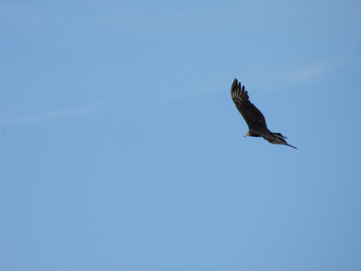 Lesser Yellow-headed Vulture - Iza Alencar