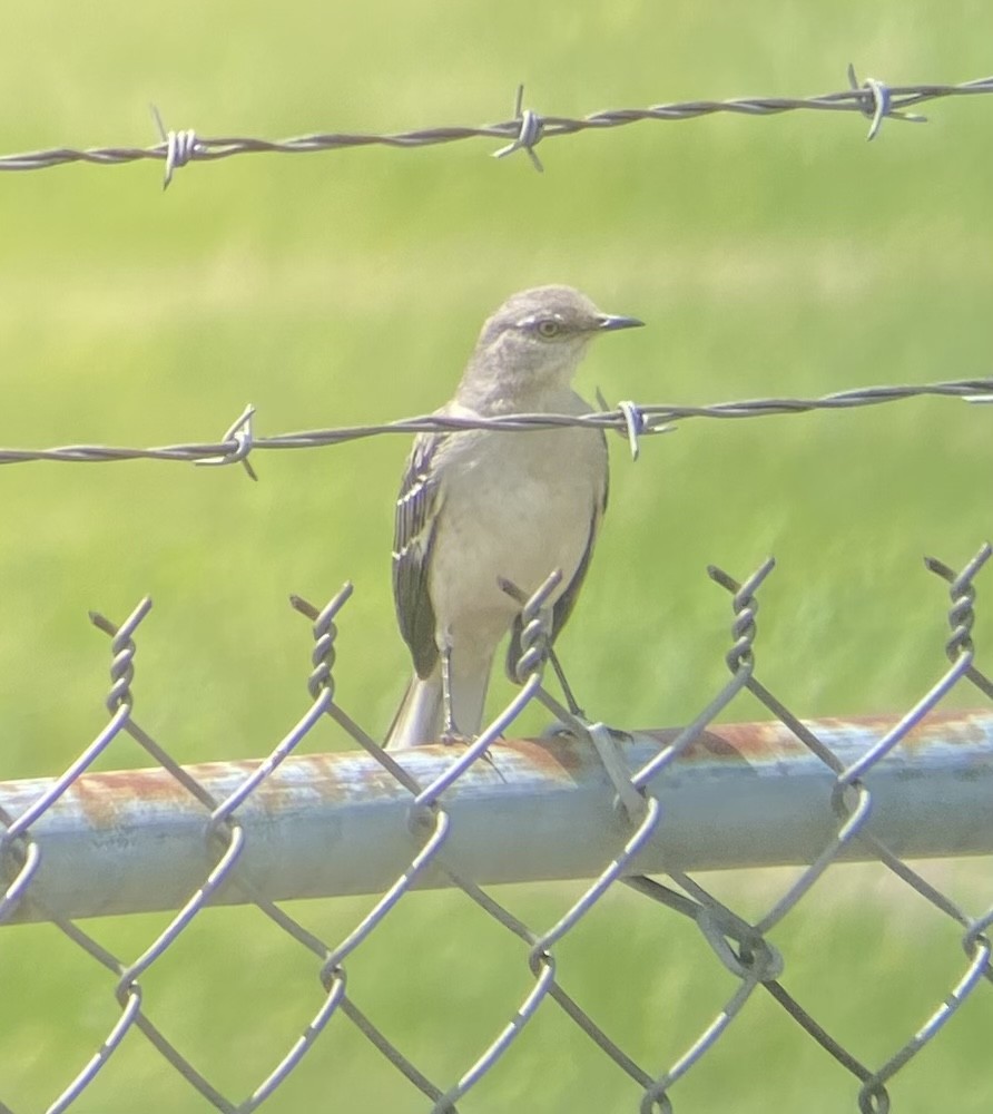 Northern Mockingbird - ML619636994