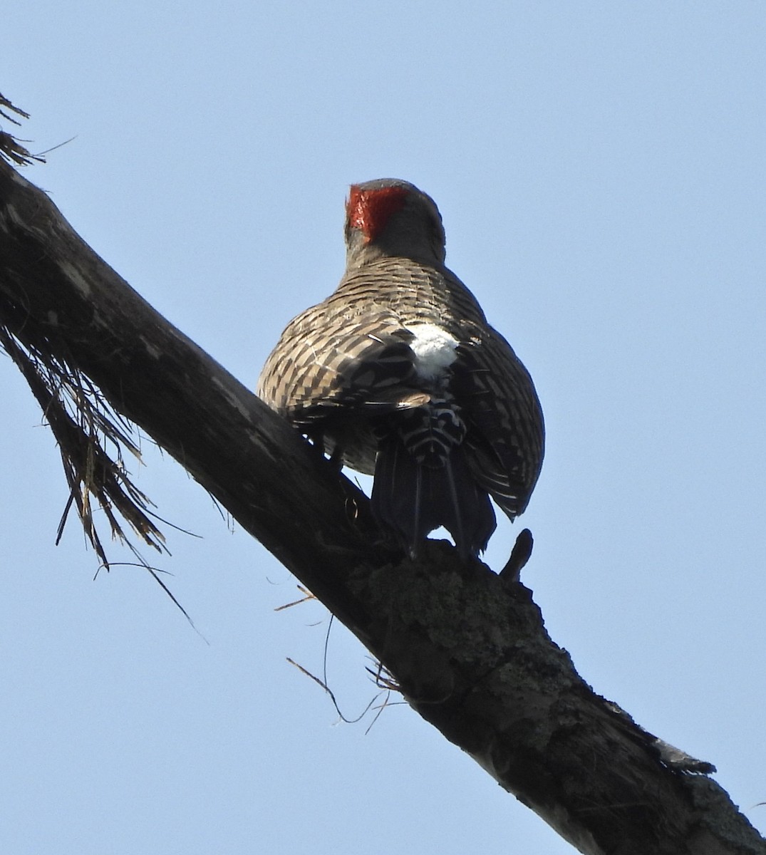 Northern Flicker - Jay Luke