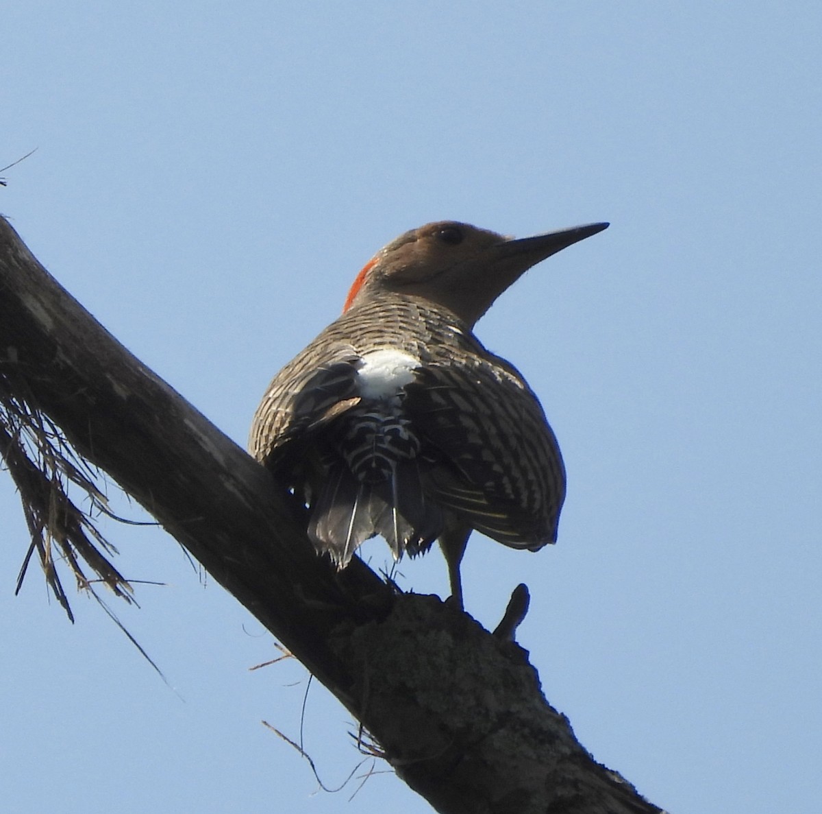 Northern Flicker - Jay Luke