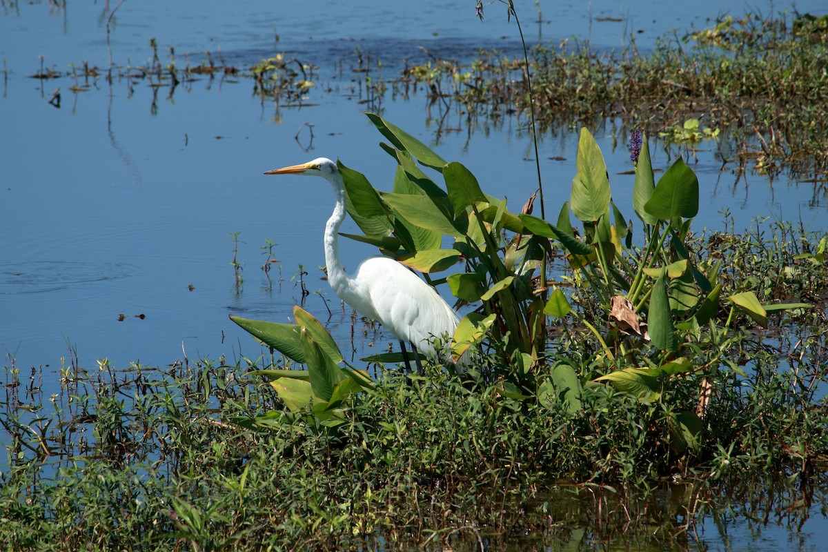 Great Egret - Taylor DiTarando