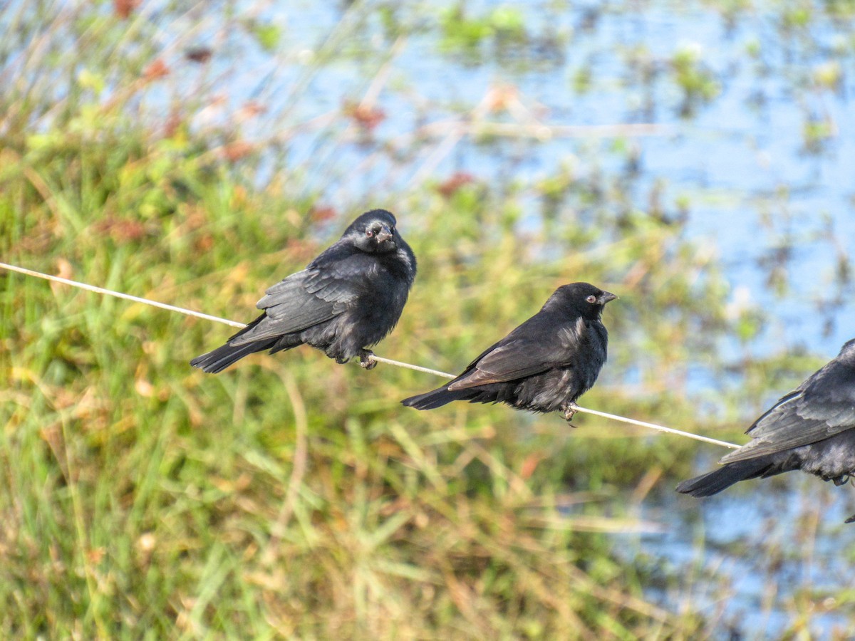 Screaming Cowbird - Luis  Weymar Junior