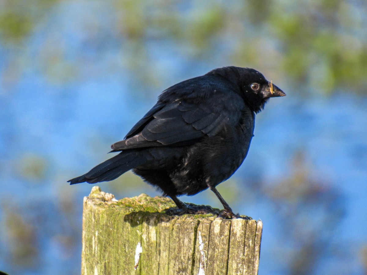 Screaming Cowbird - Luis  Weymar Junior