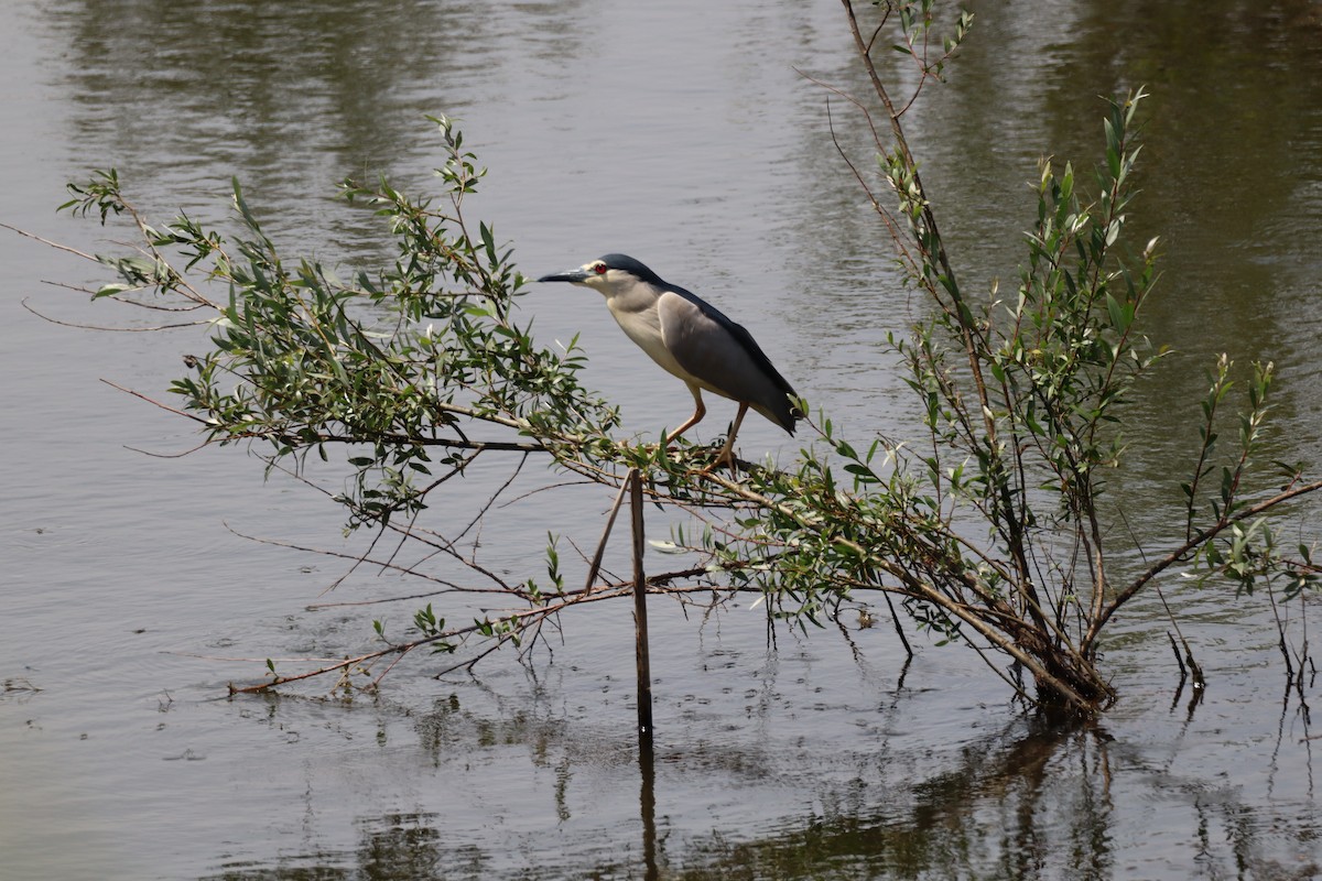 Black-crowned Night Heron - Dean Veselinovich