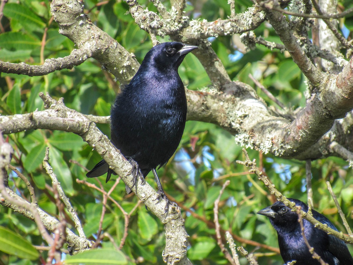 Shiny Cowbird - Luis  Weymar Junior