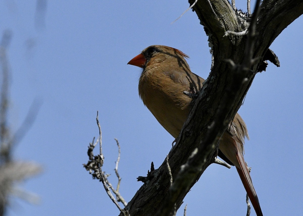 Northern Cardinal - Gregory Bozek