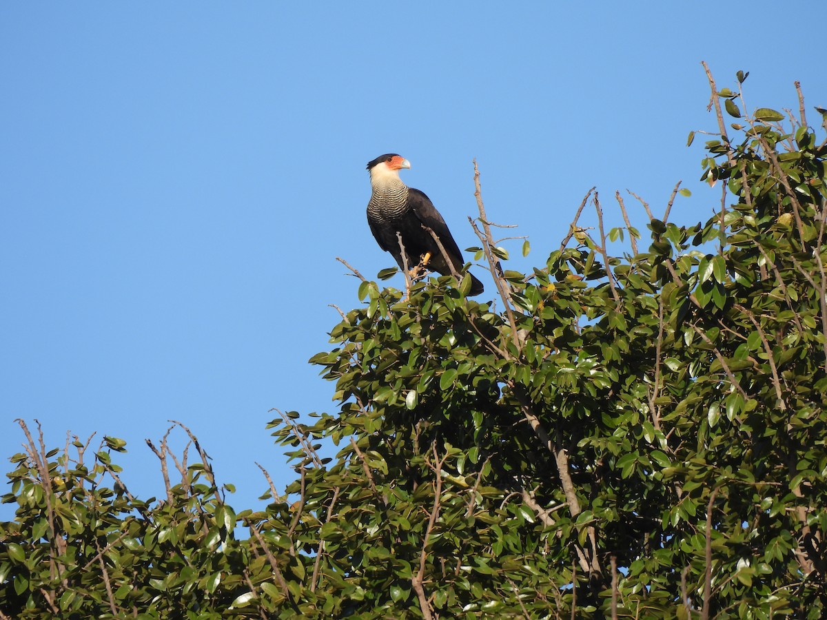 Crested Caracara - Iza Alencar