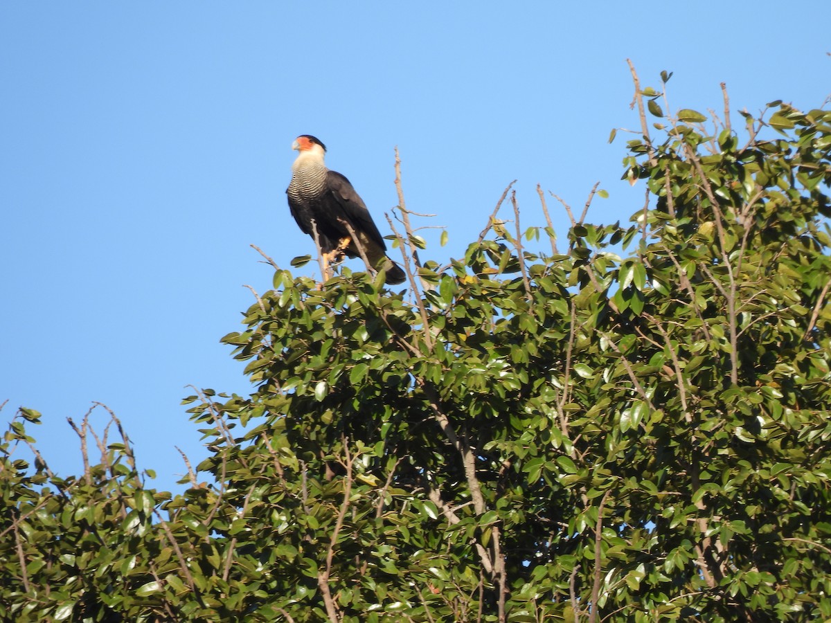 Crested Caracara - Iza Alencar