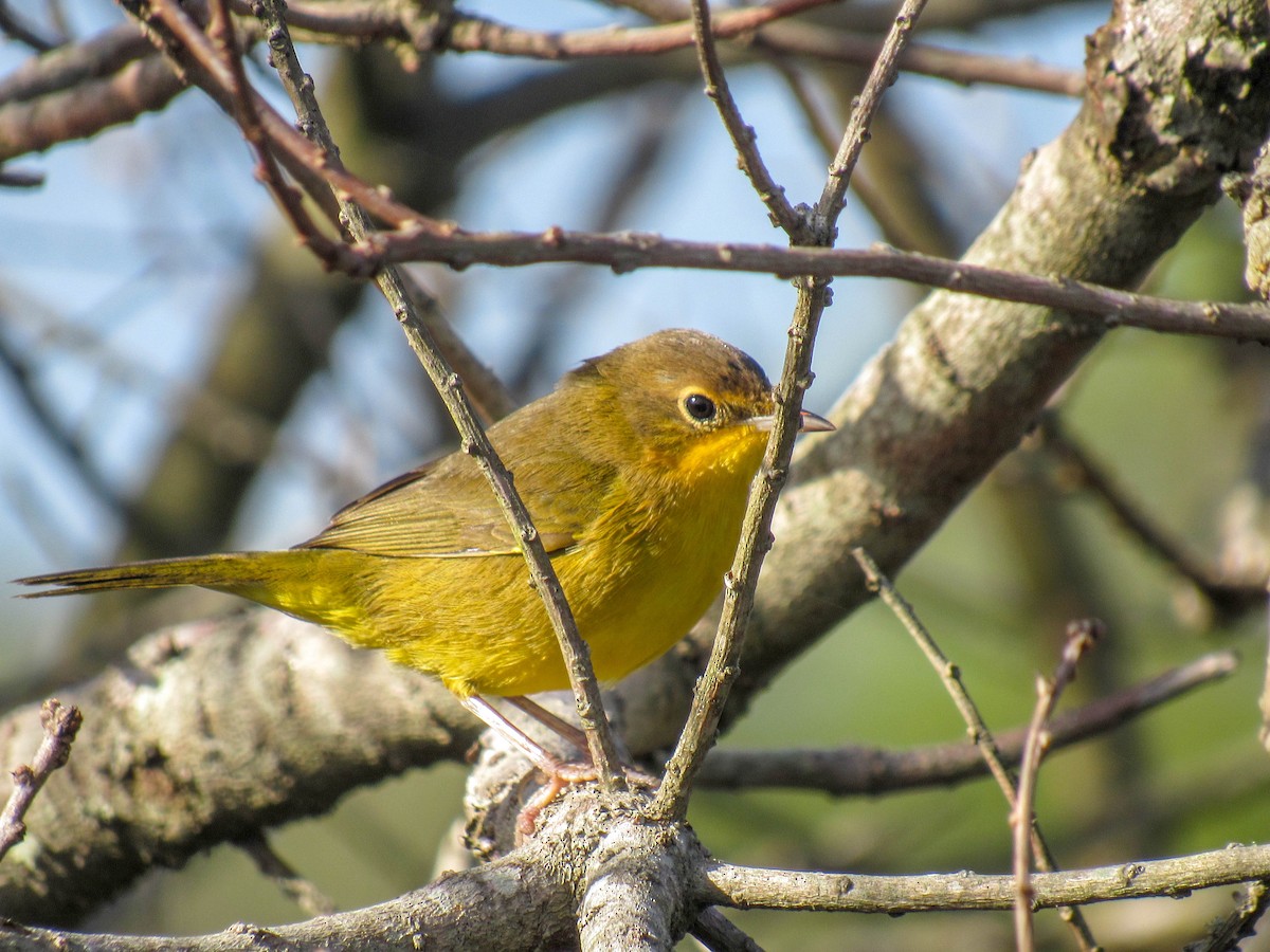 Southern Yellowthroat - Luis  Weymar Junior