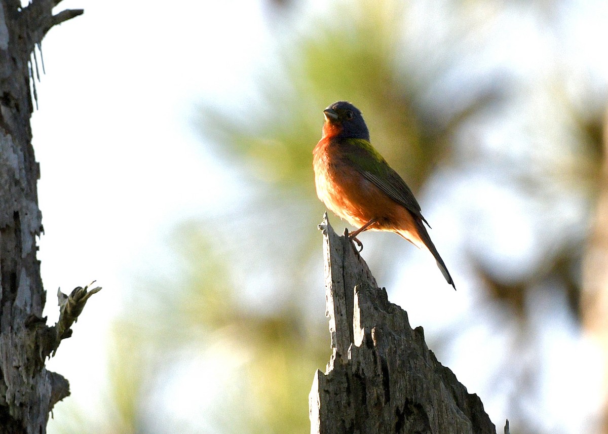 Painted Bunting - Gregory Bozek