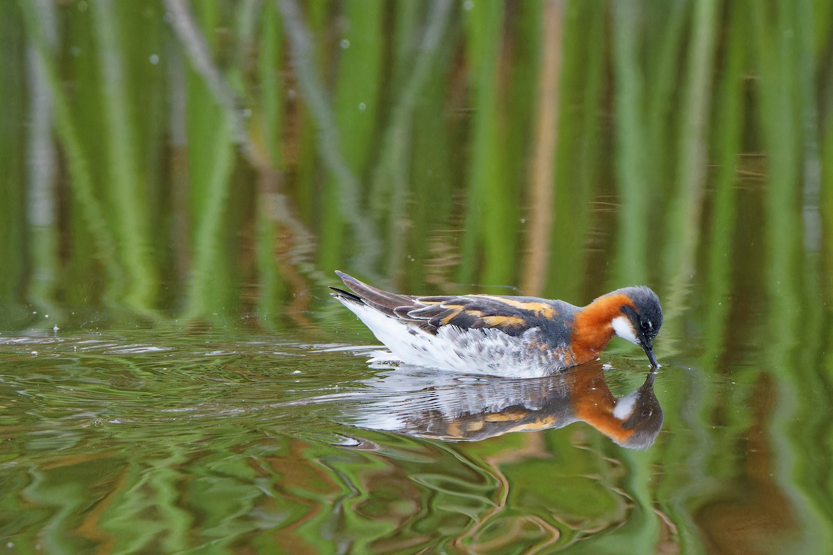 Red-necked Phalarope - Zhennong Li