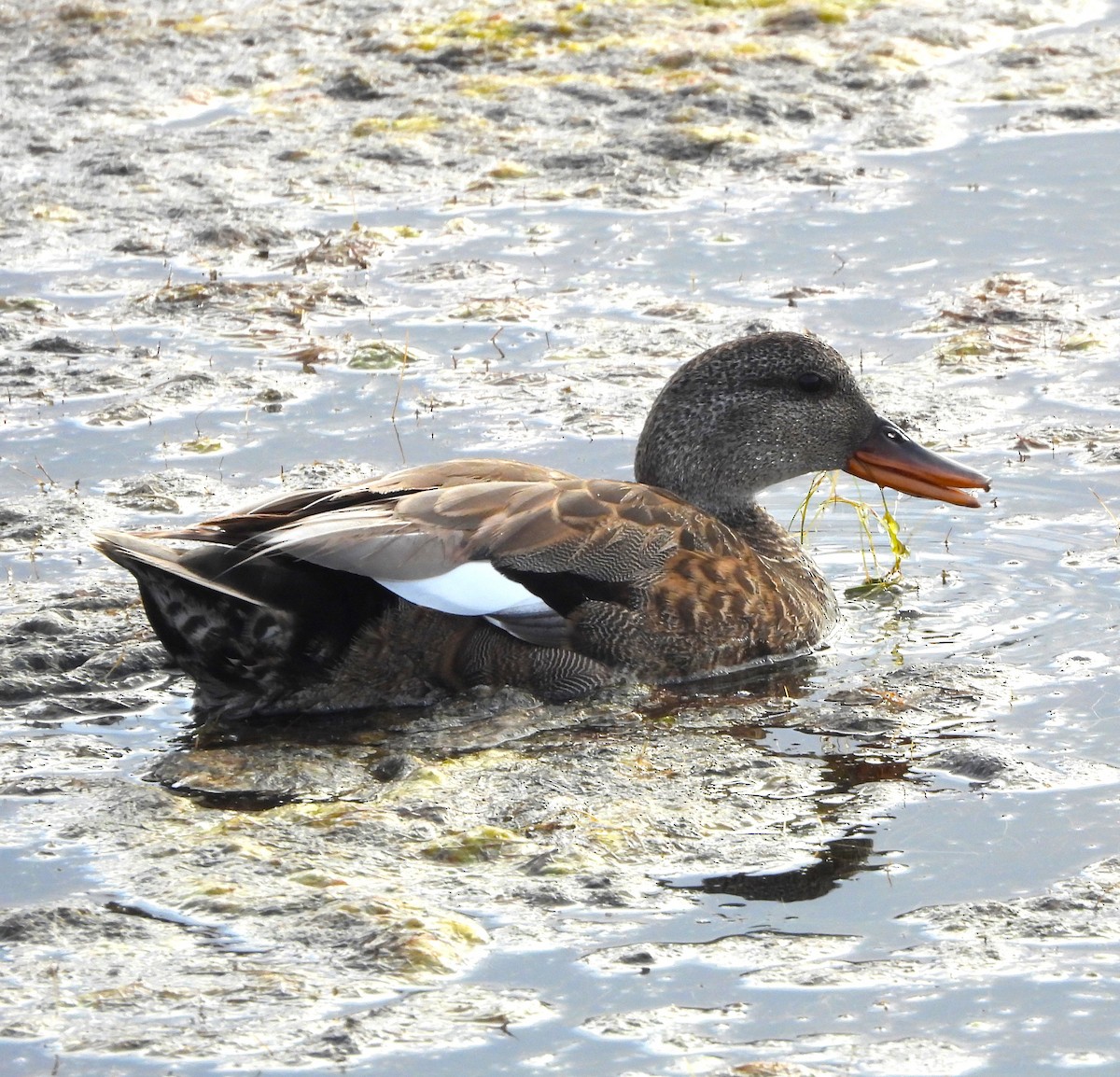 Gadwall - ML619637029